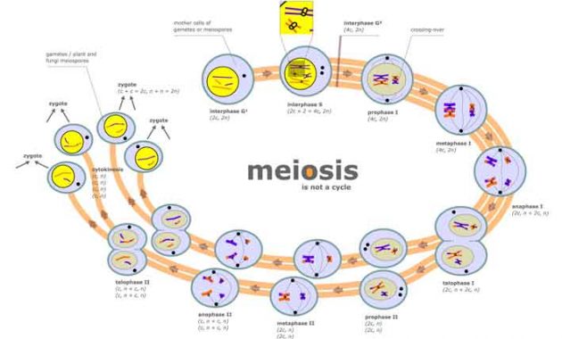 perbedaan mitossis dan meiosis