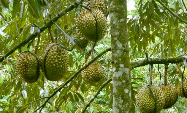 Tumbuhan Dikotil: Pengertian, Ciri-Ciri, Struktur, Jenis, serta Contohnya