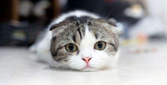 50 Gambar Kucing Dan Tahapan Pembuatan Menggunakan Photoshop