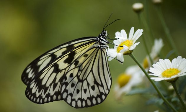 √ 40+ Gambar Kupu Kupu yang Cantik dan Langkah Menggambarnya