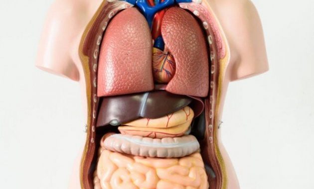 Kumpulan Gambar Organ Tubuh Manusia dan Sedikit Penjelasannya