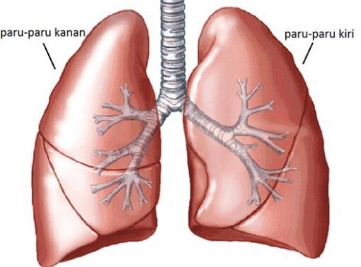 Kumpulan Gambar Organ Tubuh Manusia dan Sedikit Penjelasannya