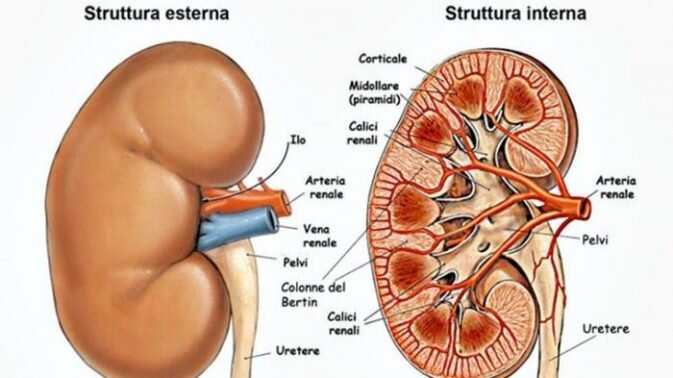 Kumpulan Gambar Organ Tubuh Manusia dan Sedikit Penjelasannya