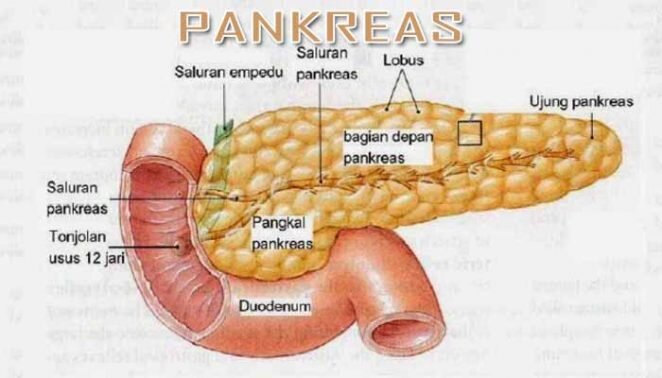 Kumpulan Gambar Organ Tubuh Manusia dan Sedikit Penjelasannya