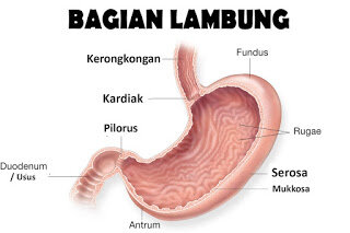 Kumpulan Gambar Organ Tubuh Manusia dan Sedikit Penjelasannya