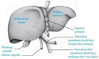 Kumpulan Gambar Organ Tubuh Manusia dan Sedikit Penjelasannya