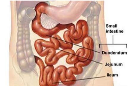 Kumpulan Gambar Organ Tubuh Manusia dan Sedikit Penjelasannya