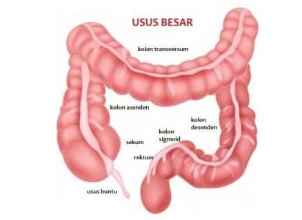 Kumpulan Gambar Organ Tubuh Manusia dan Sedikit Penjelasannya