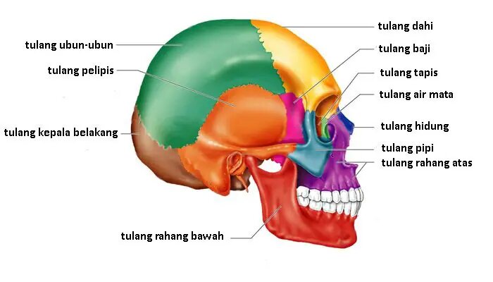 Kumpulan Gambar Tengkorak, Fakta dan Penjelasan Bagian-Bagiannya