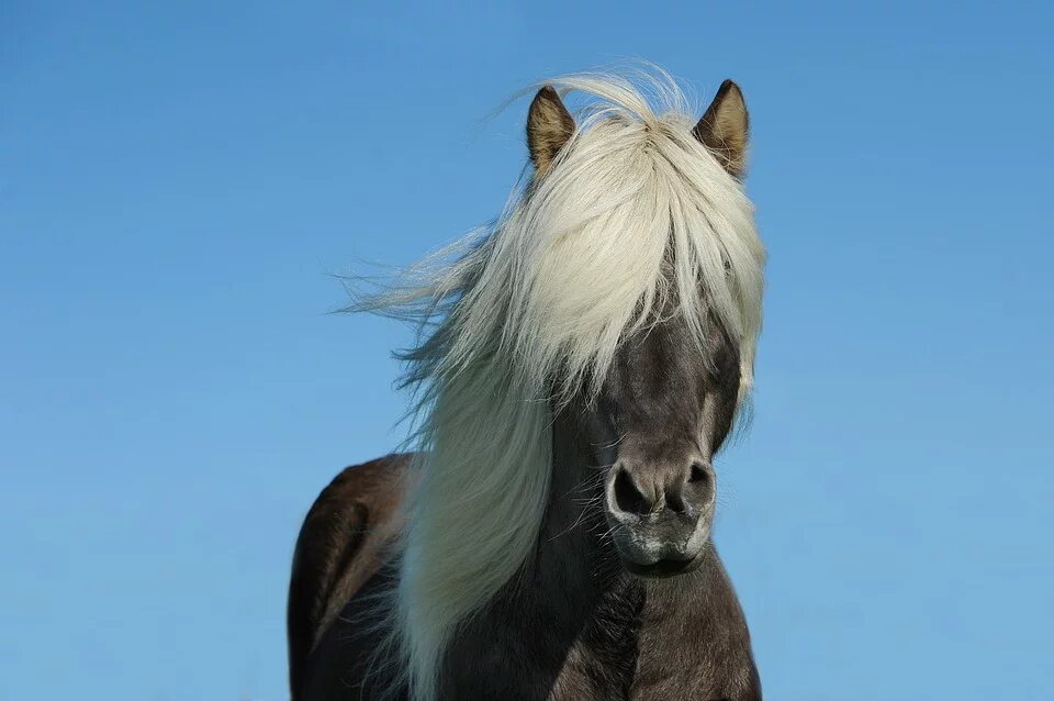 Kumpulan Gambar Kuda Poni, Sejarah, Jenis dan Perawatannya