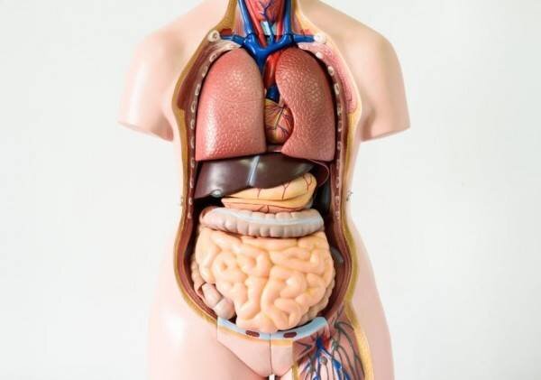 Kumpulan Gambar Organ Tubuh Manusia dan Sedikit Penjelasannya