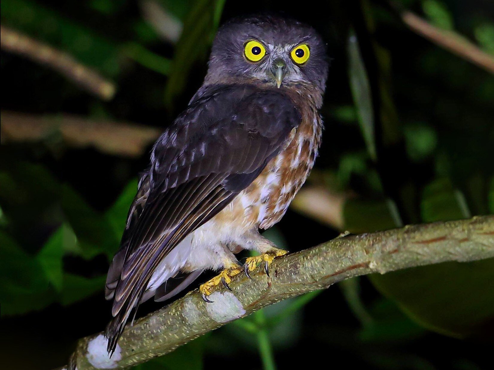 Kumpulan Gambar Burung Hantu dan Penjelasan Jenis-Jenisnya