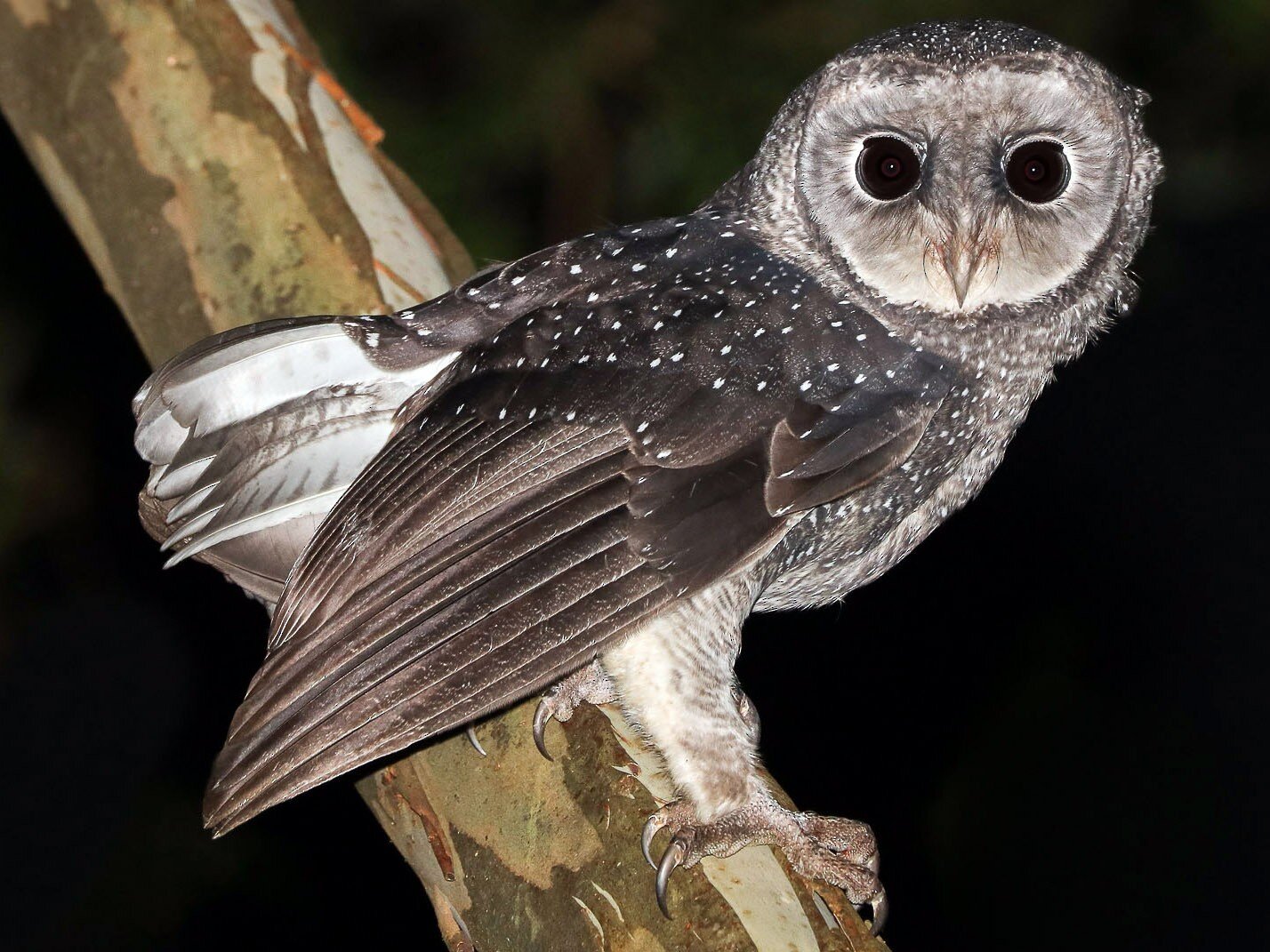 Kumpulan Gambar Burung Hantu dan Penjelasan Jenis-Jenisnya