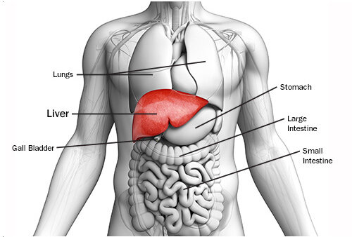 Kumpulan Gambar Organ Tubuh Manusia dan Sedikit Penjelasannya