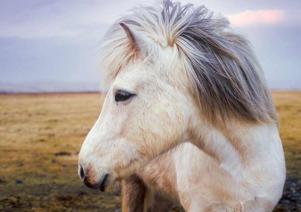 Kumpulan Gambar Kuda Poni, Sejarah, Jenis dan Perawatannya