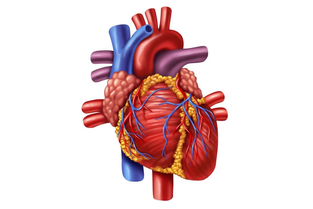 Kumpulan Gambar Organ Tubuh Manusia dan Sedikit Penjelasannya