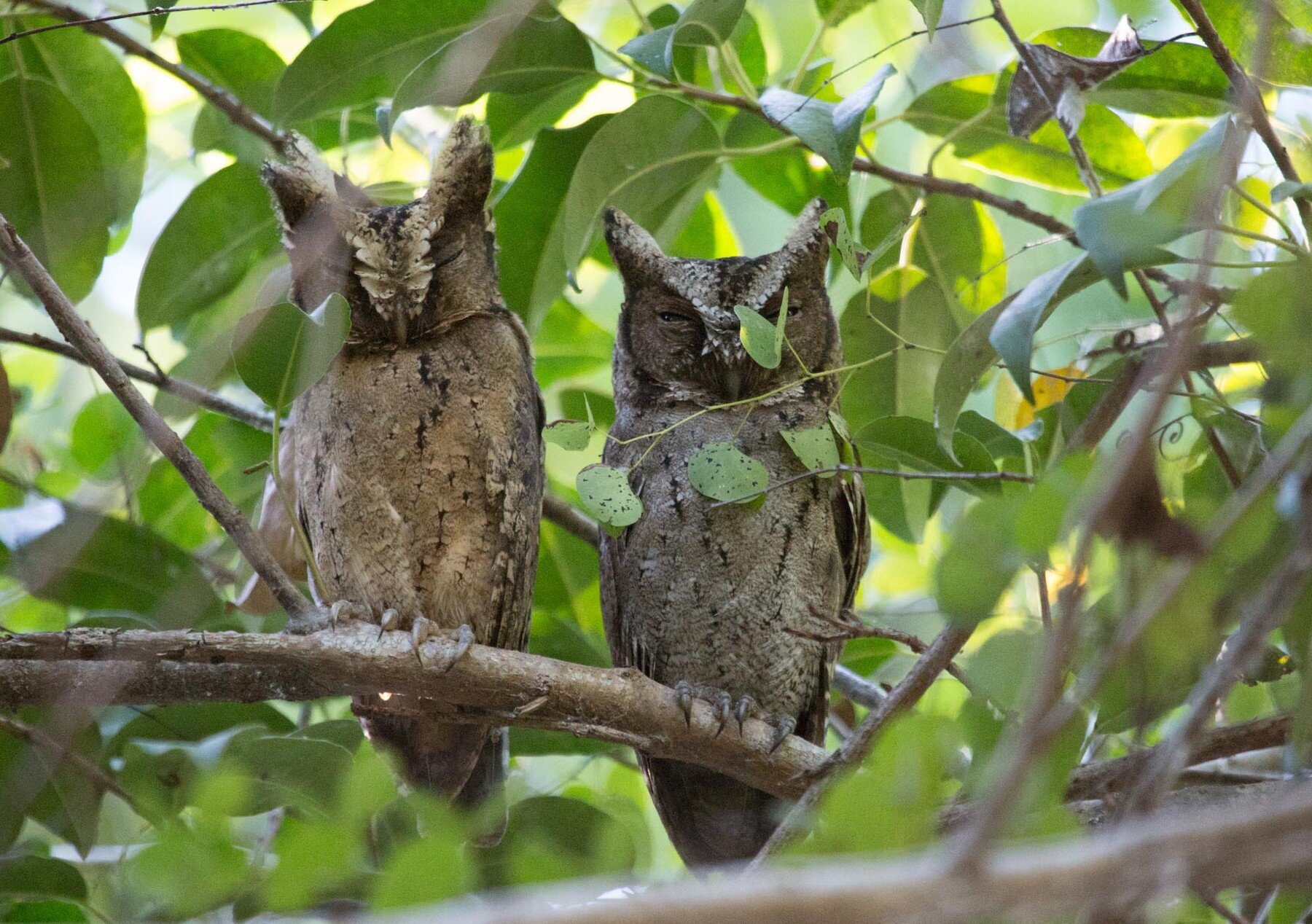 Kumpulan Gambar Burung Hantu dan Penjelasan Jenis-Jenisnya