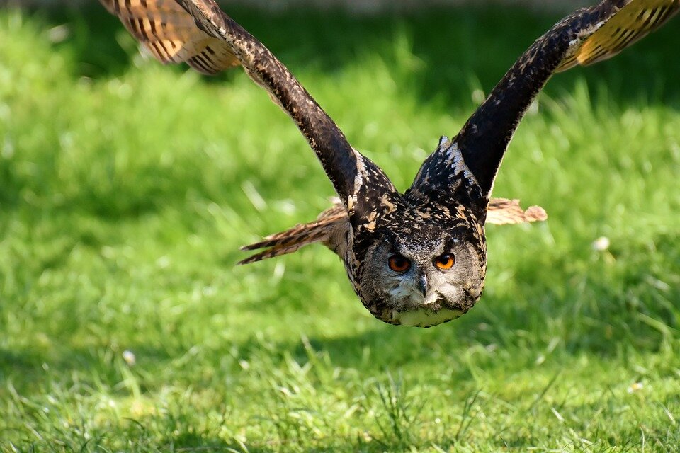 Kumpulan Gambar Burung Hantu dan Penjelasan Jenis-Jenisnya