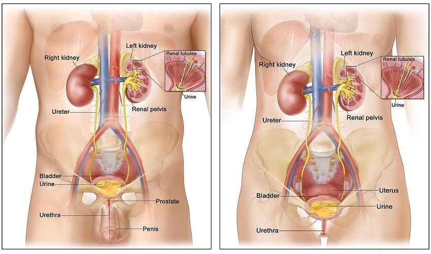 Kumpulan Gambar Organ Tubuh Manusia dan Sedikit Penjelasannya