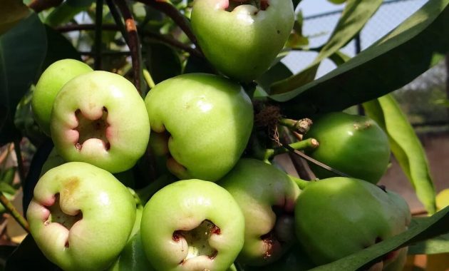 Kumpulan Gambar Buah-Buahan Lengkap dengan Penjelasannya