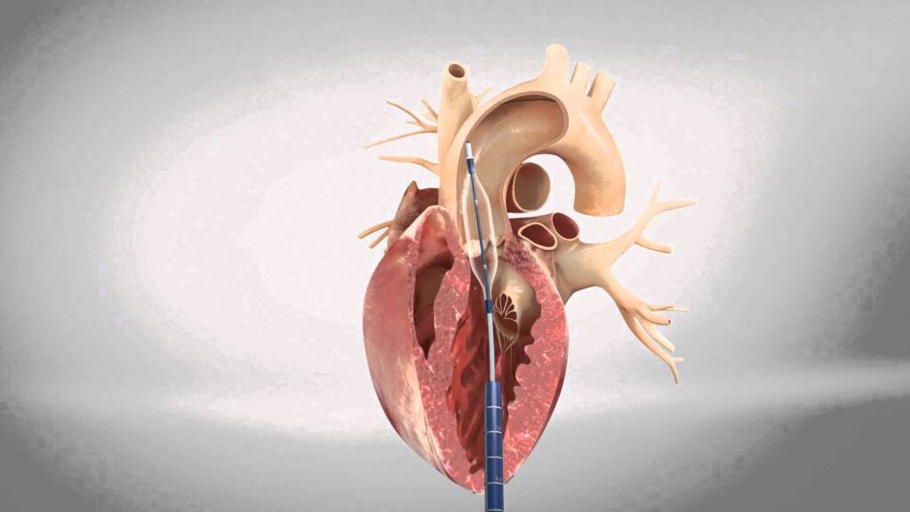 Kumpulan Gambar Organ Tubuh Manusia dan Sedikit Penjelasannya