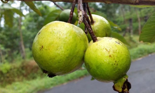 Kumpulan Gambar Buah-Buahan Lengkap dengan Penjelasannya