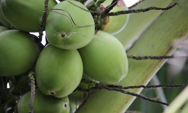 Kumpulan Gambar Buah-Buahan Lengkap dengan Penjelasannya