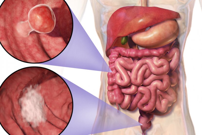 Kumpulan Gambar Organ Tubuh Manusia dan Sedikit Penjelasannya