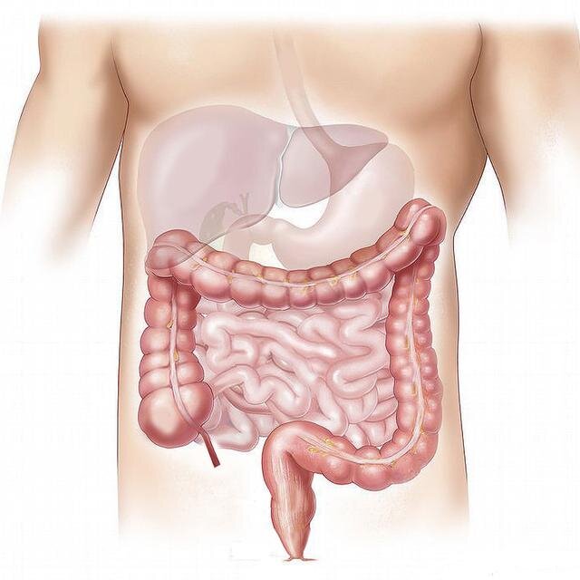 Kumpulan Gambar Organ Tubuh Manusia dan Sedikit Penjelasannya