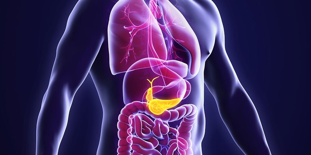 Kumpulan Gambar Organ Tubuh Manusia dan Sedikit Penjelasannya