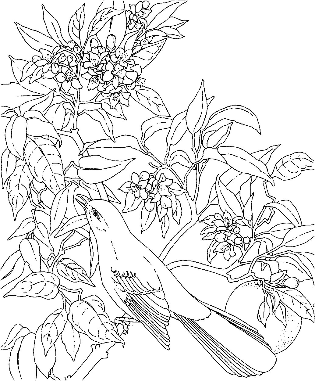 Kumpulan Sketsa Gambar Bunga yang Cocok untuk Gambar Mewarnai