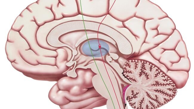 Kumpulan Gambar Organ Tubuh Manusia dan Sedikit Penjelasannya