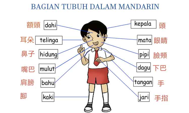 100+ Kosa Kata Bahasa Mandarin Terlengkap Dan Mudah Dipelajari